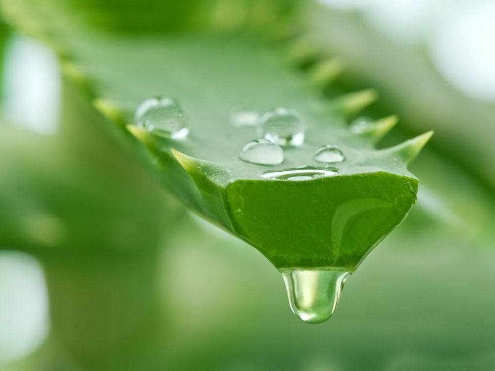 pina aloe vera per perdere peso